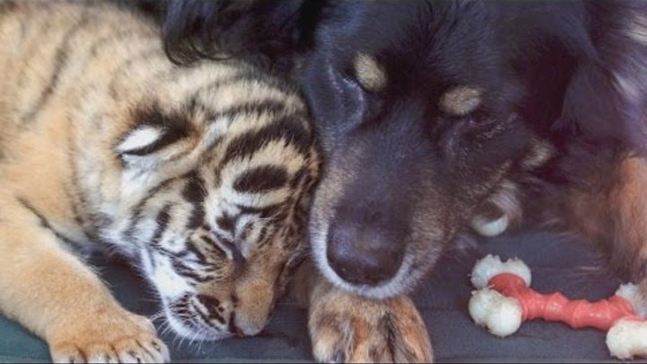 Dog 'Nanny' Cares For 3 Adorable Orphaned Tiger Cubs