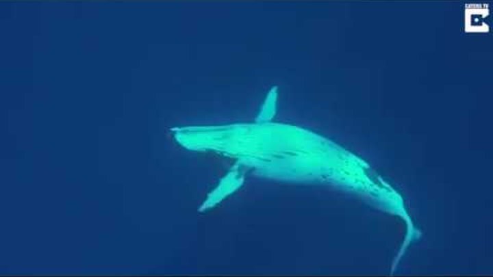 Горбатый кит спас женщину биолога от тигровой акулы