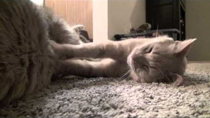 Murkin gets a kitty massage from Thomas O'Malley Flufferpants