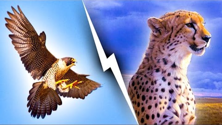 Dünyanın En Hızlı Hayvanları - Çita Birinci Değil !
