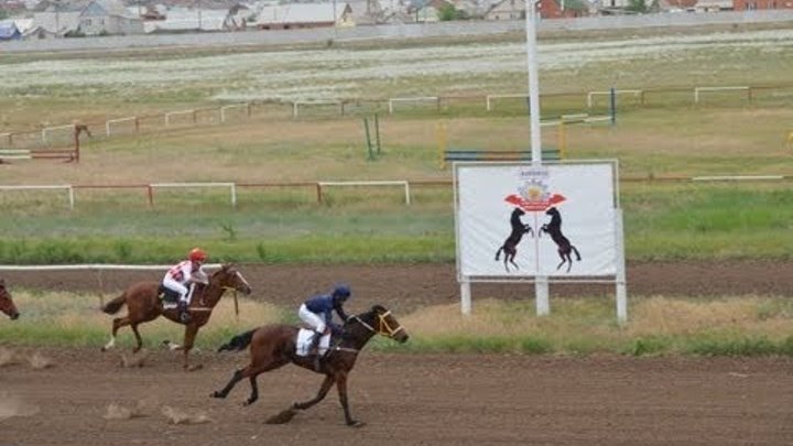Скачки на лошадях Элиста 16 мая 2013г. I заезд 1200 метров