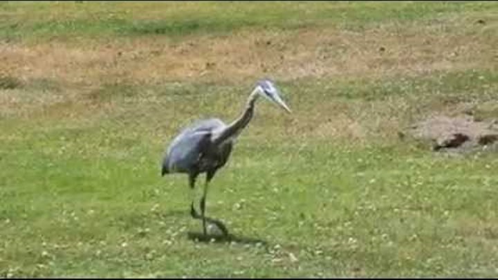 blue heron eats gopher