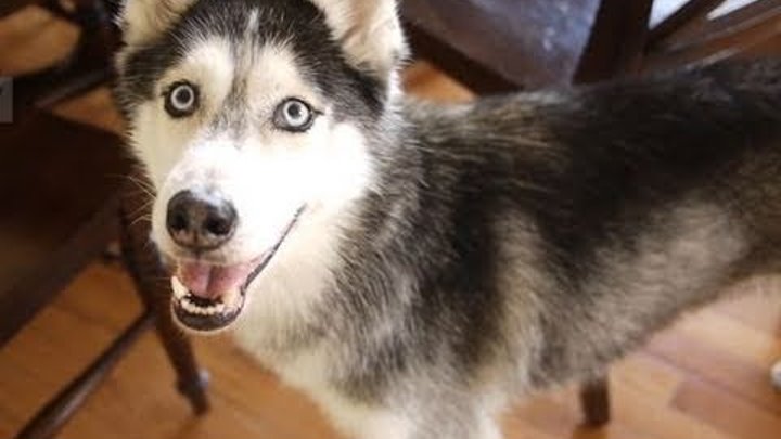 Mishka Talks About Being a Movie Star - SUBTITLED! Mishka Talks About Being a Movie Star - SUBTITLED!