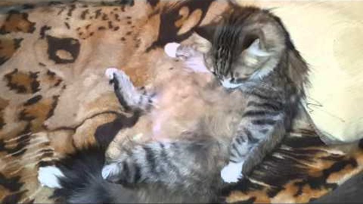 Копия видео "Как умывается толстый кот Макс" Копия видео "Как умывается толстый кот Макс"