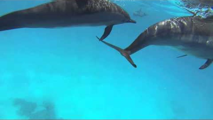 Дикие дельфины в открытом море