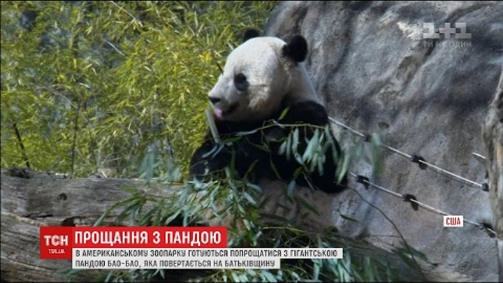 З вашингтонського зоопарку панду повертають до Китаю