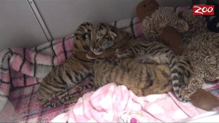 Tiger Cubs Born at Columbus Zoo