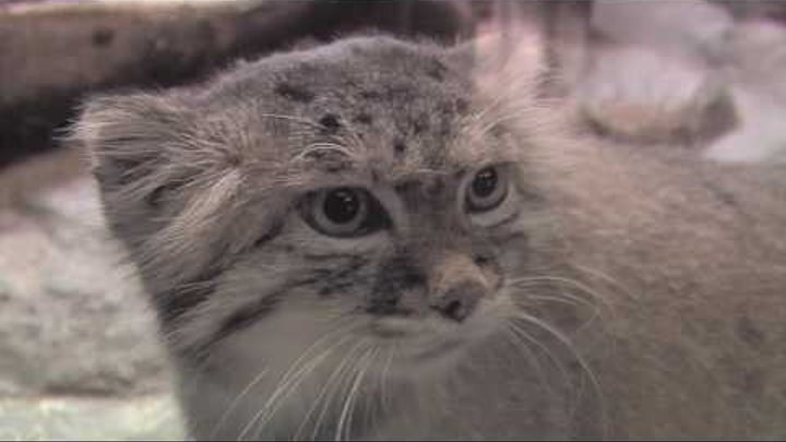 The Unfluffly Truth about Pallas' Cats at Prospect Park Zoo The Unfluffly Truth about Pallas' Cats at Prospect Park Zoo