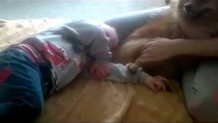 смешное видео как собака и ребёнок целуются