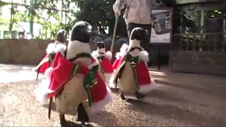 Мини-парад пингвинов в Японии