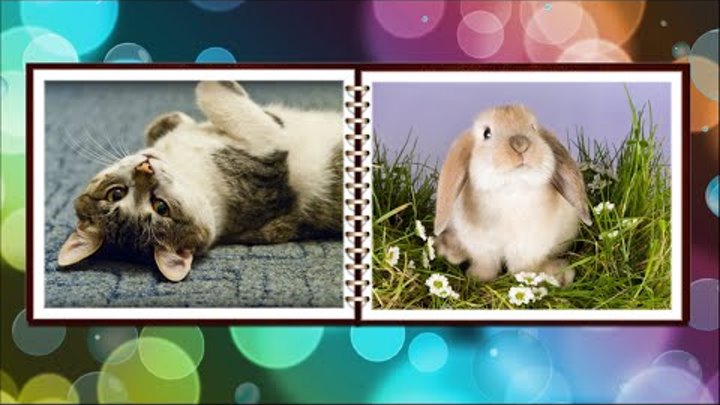 Шаблоны Фотошоу Pro Скачать Бесплатно Шаблоны Фотошоу Pro Скачать Бесплатно