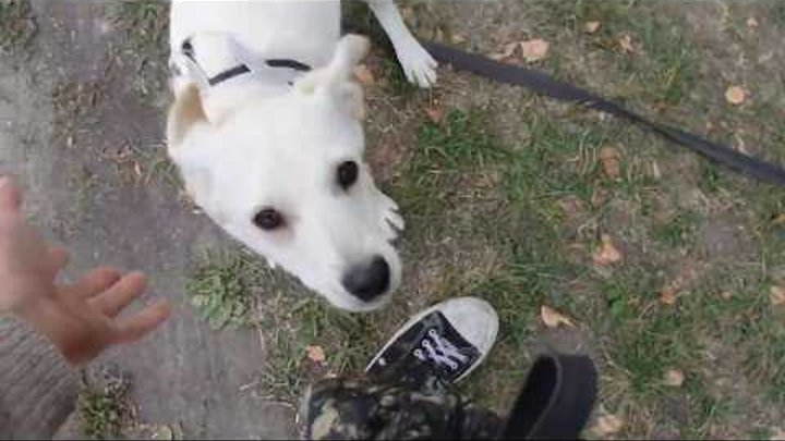 ЗАЙКА: пиар видео 🐾 БФ Лохматая Душа ЗАЙКА: пиар видео 🐾 БФ Лохматая Душа