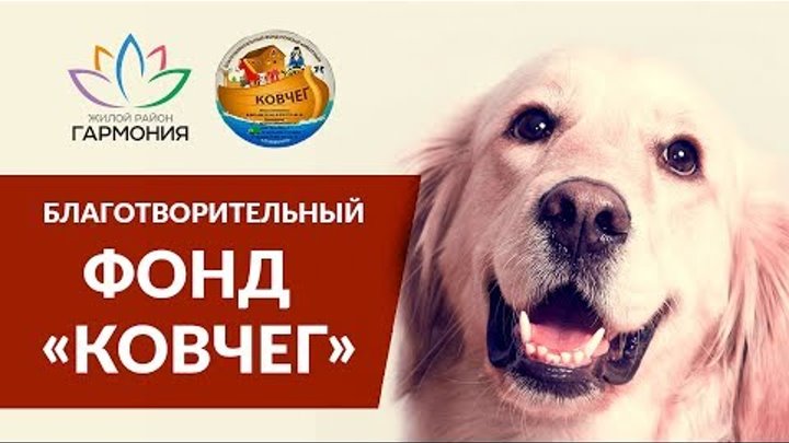 Благотворительный фонд помощи животным «Ковчег» Благотворительный фонд помощи животным «Ковчег»