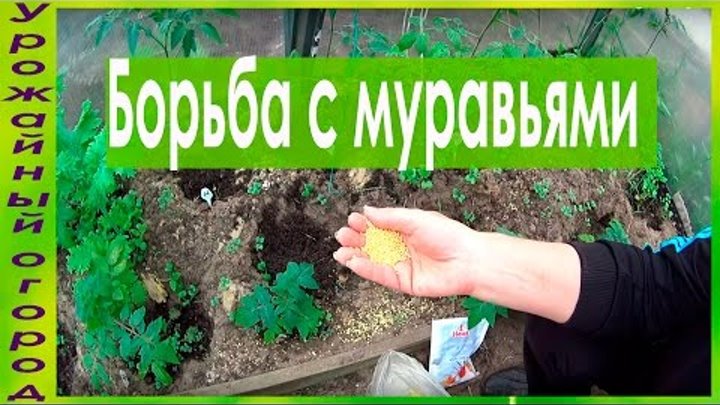 САМЫЙ ЛУЧШИЙ И ПРОСТОЙ СПОСОБ БОРЬБЫ С МУРАВЬЯМИ!!! смотреть онлайн САМЫЙ ЛУЧШИЙ И ПРОСТОЙ СПОСОБ БОРЬБЫ С МУРАВЬЯМИ!!!