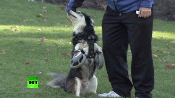 В США собаке-инвалиду напечатали на 3D-принтере протезы передних лап