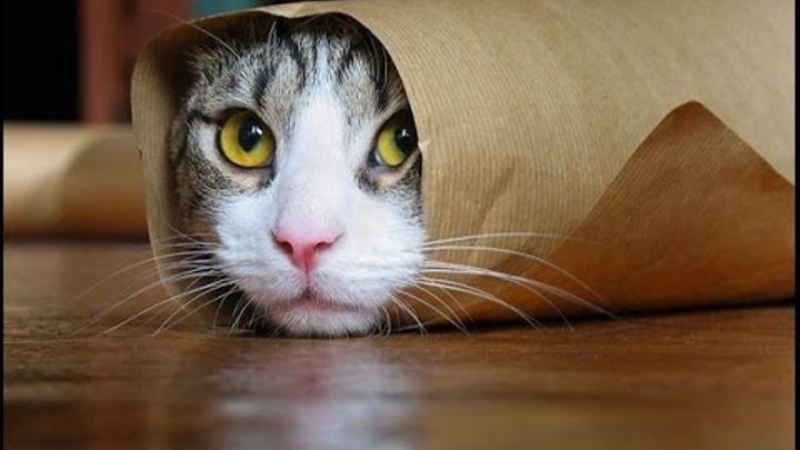 Смешные картинки про кошек и котят Выпуск № 3 СМЕШНЫЕ КОШКИ