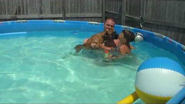 Boxer Dog swimming in pool