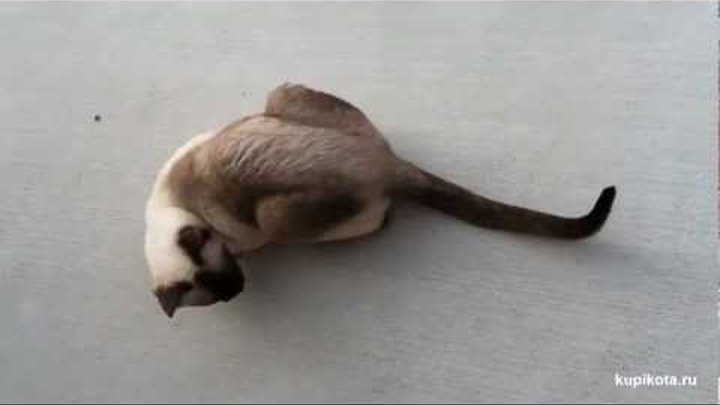 Сиамская кошка - породы кошек