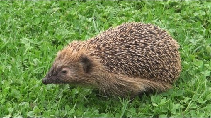Cute Hedgehog visiting our garden saved from lawn-mower!