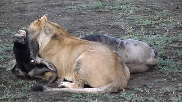Lion Takes Down a Wildebeest During a Stampede ~ The Great Migration-Serengeti Safari!