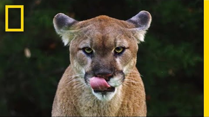 See Why the Mysterious Mountain Lion Is the ‘Bigfoot’ of Big Cats | Short Film Showcase смотреть онлайн See Why the Mysterious Mountain Lion Is the ‘Bigfoot’ of Big Cats | Short Film Showcase
