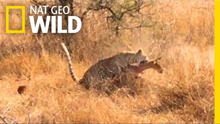 Can You Spot This Leopard Before Its Prey Does? | Nat Geo Wild
