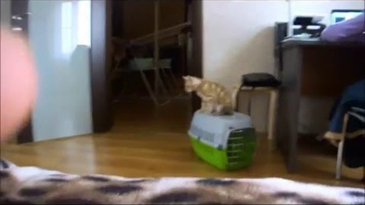 жизнь кота персика 1серия 1 сезон смотреть онлайн жизнь кота персика 1серия 1 сезон