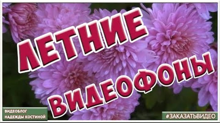 Цветы уходящего лета | видеофоны летние | натуральные цветочные футажи Цветы уходящего лета | видеофоны летние | натуральные цветочные футажи