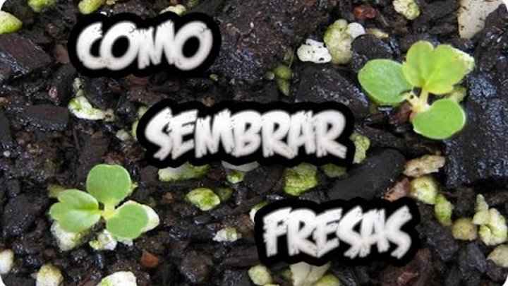 Como Sembrar Fresas o Frutillas En Casa || Facil || La Huertina De Toni смотреть онлайн Como Sembrar Fresas o Frutillas En Casa || Facil || La Huertina De Toni