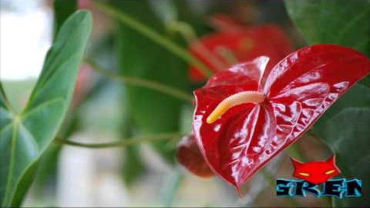 LAS 10 FLORES MAS PELIGROSAS DEL MUNDO. LAS 10 FLORES MAS PELIGROSAS DEL MUNDO.