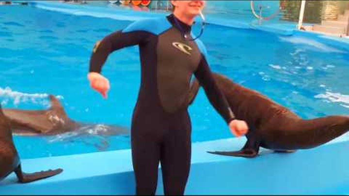 Алушта дельфинарий "Нэмо". Крым. Alushta Dolphinarium "Nemo". Crimea. Алушта дельфинарий "Нэмо". Крым. Alushta Dolphinarium "Nemo". Crimea.