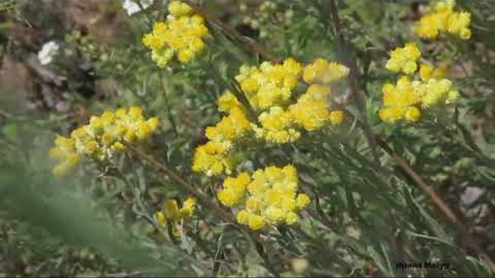 Бессмертник. Лекарственные растения. Immortelle. Medicinal herbs Бессмертник. Лекарственные растения. Immortelle. Medicinal herbs