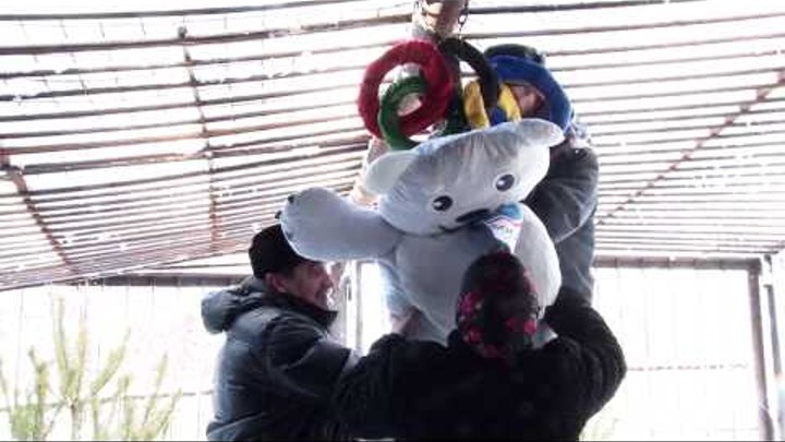 Живой Полярный медведь приветствует Олимпиаду 2014/Live Polar bear welcomes Olimpic games 2014