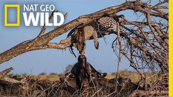 Leopard and Buffalo 'Kiss' In Rare Moment Caught on Film | Nat Geo Wild