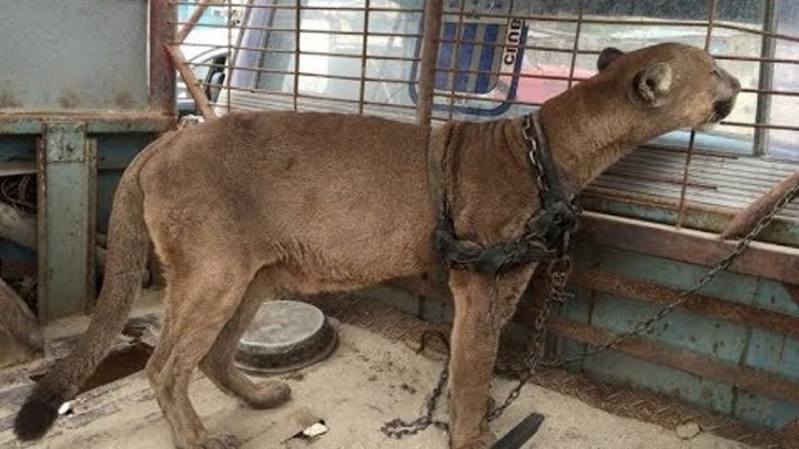 Mountain Lion Forced To Perform In A Circus Is Finally Freed In Dramatic Rescue Mountain Lion Forced To Perform In A Circus Is Finally Freed In Dramatic Rescue