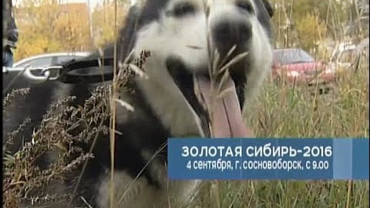 «Афиша»: в Красноярске на выходных — домашние животные, «Нулевое сентября» и музыкальный виртуоз смотреть онлайн «Афиша»: в Красноярске на выходных — домашние животные, «Нулевое сентября» и музыкальный виртуоз