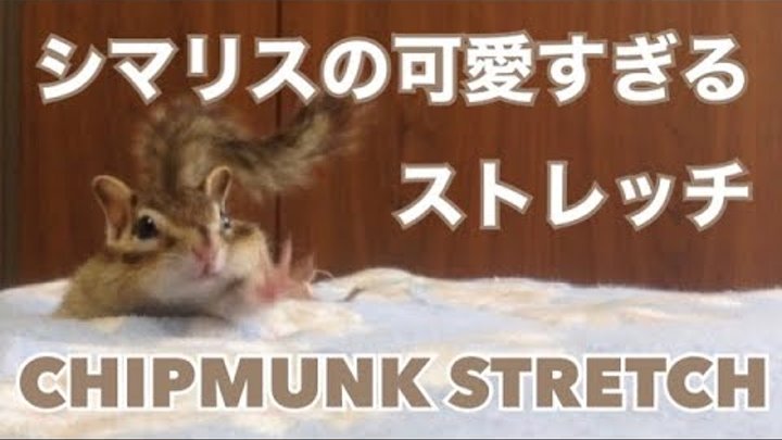 シマリスビッケのストレッチ/Stretching Chipmunk