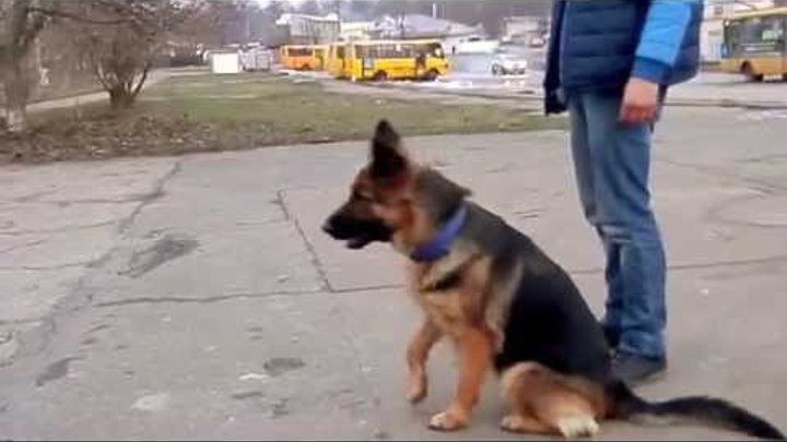 Отличная дрессировка. Very smart dog. Немецкая овчарка Ассоль, 3 года.Одесса.