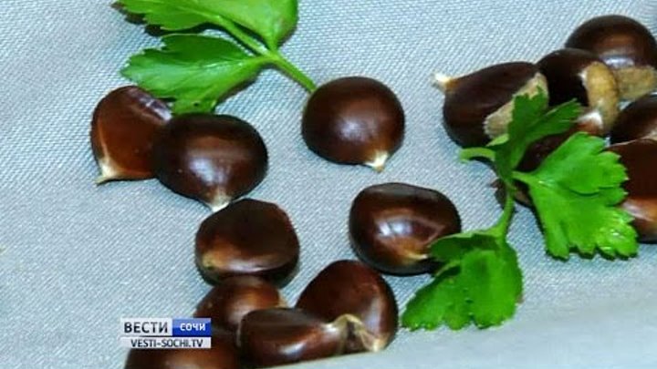 В Сочи в самом разгаре сезон каштанов В Сочи в самом разгаре сезон каштанов