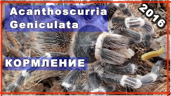 Кормление Паук Птицеед Acanthoscurria Geniculata, spider tarantula, feeding, жесть 2016