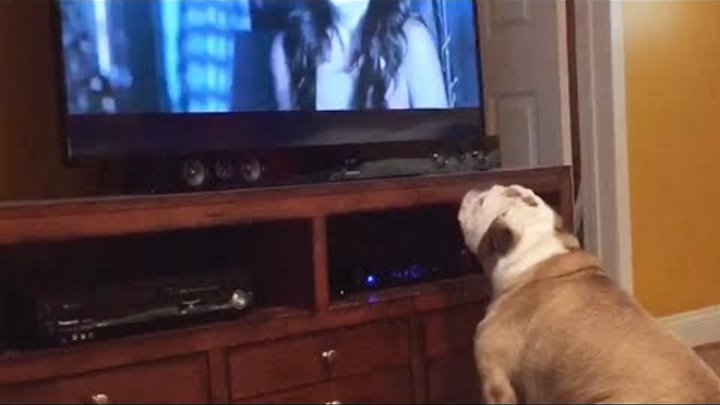 Bulldog Frantically Tries To Protect Children In Some Of Horror's Creepiest Scenes!