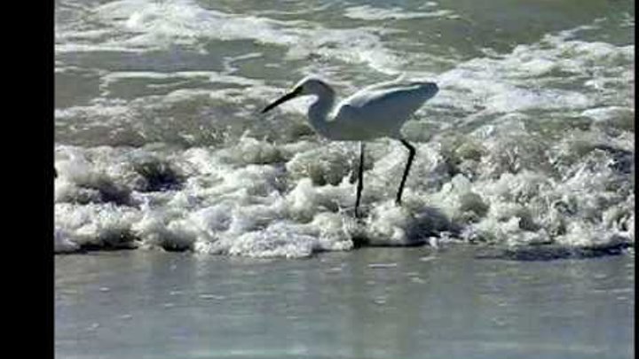 Птицы Мексиканского залива у Клирвотера, Флорида. Цапля, кулички, чайка, баклан (чёрный пеликан)