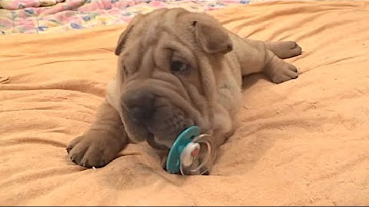 Shar Pei Puppies Play with Pacifier Shar Pei Puppies Play with Pacifier