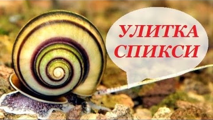 Улитка Спикси-Эльф разведение, содержание, уход в аквариуме Asolene spixi Улитка Спикси-Эльф разведение, содержание, уход в аквариуме Asolene spixi