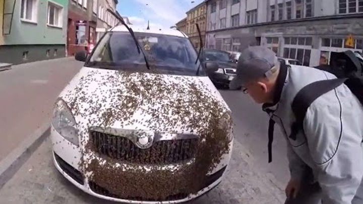 Тысячи пчел облепили автомобиль в Польше