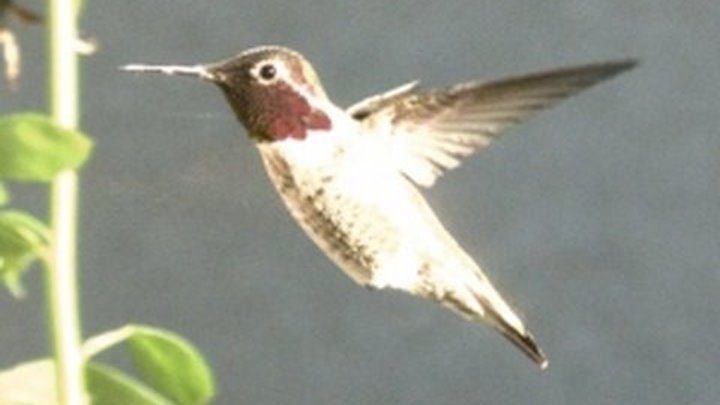 Slow Motion Hummingbirds 1 HD 720p
