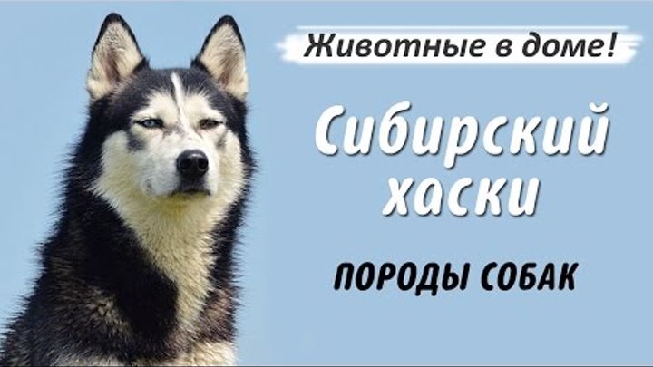 Сибирский хаски - породы собак.