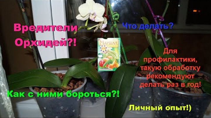 Вредители Орхидей и борьба с вредителями! Личный опыт от "Lady Vikki".