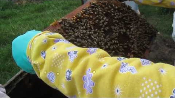 разведение пчел (пчелосемей) способом "на пол лета" для начинающих пчеловодов Часть перва