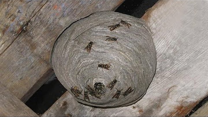 Что находится внутри Осиного гнезда? What's inside Wasp Nest?